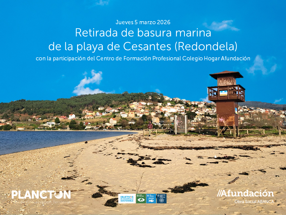 PLANCTON 2026: limpieza de basura marina en la playa de Cesantes con el Colegio Hogar Afundación