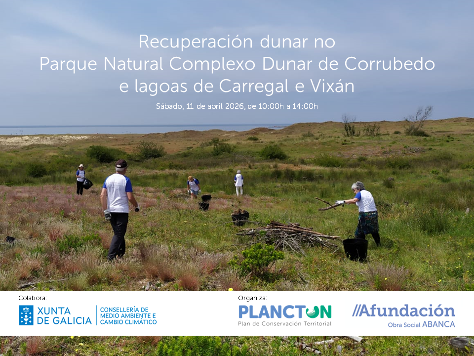 PLANCTON 2026: Recuperación dunar en Corrubedo
