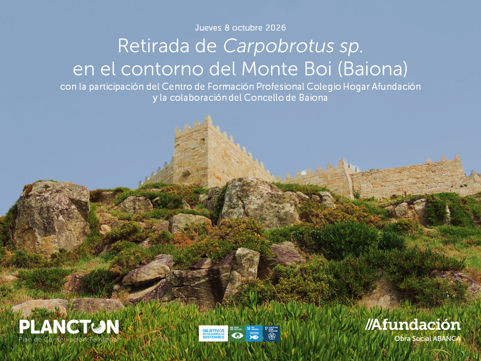 PLANCTON 2026 Retirada de Carpobrotus en Baiona con el Colegio Hogar Afundación