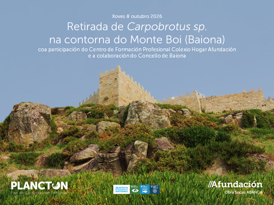 PLANCTON 2026: retirada de Carpobrotus sp. na contorna do Monte Boi, en Baiona.